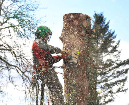 abattage arbre dangereux namur