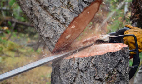 abattage arbres namur
