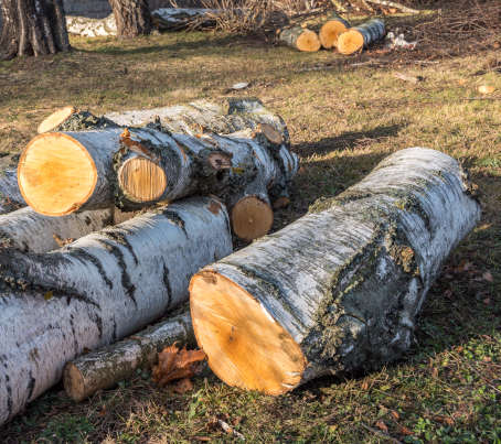 abattage arbre dangereux namur