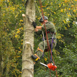 elagage dangereux namur