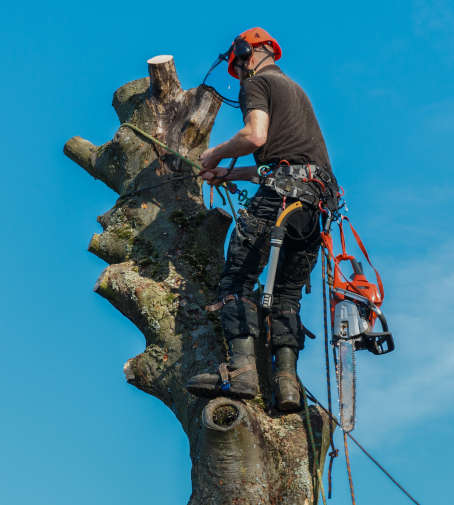 elagage et abattage arbres namur