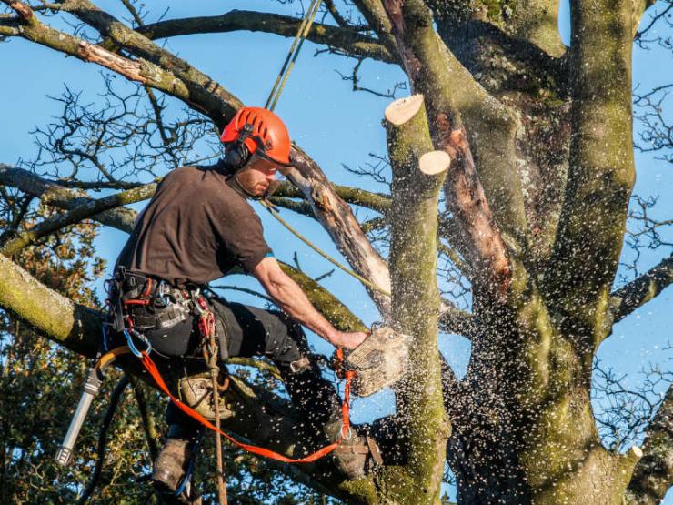 Elagage arbres namur